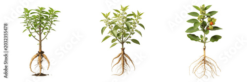 Foto Ashwagandha plant, Withania somnifera, Solanaceae family, indian ginseng medicin