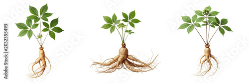 Obraz na plátne Ginseng plant, Panax ginseng, Araliaceae family, asian medicinal herb structural