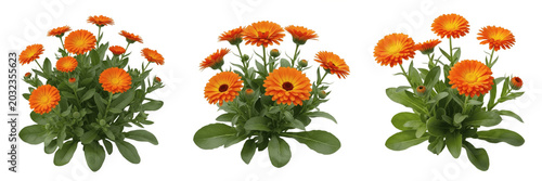 Quadro su tela Calendula plant, Calendula officinalis, Asteraceae family, pot marigold medicina