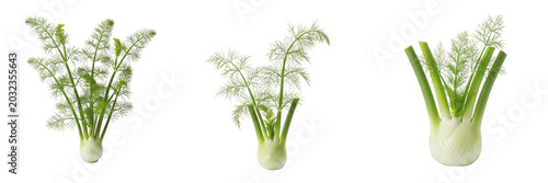 Foto Fennel plant, Foeniculum vulgare, Apiaceae family, aromatic medicinal culinary h
