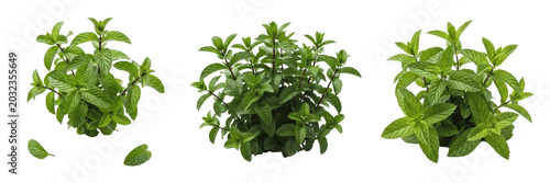 Foto Peppermint plant, Mentha x piperita, Lamiaceae family, hybrid aromatic medicinal