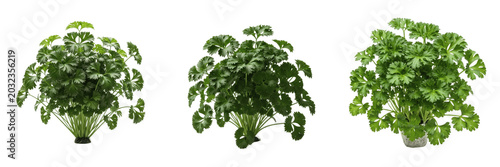 Schilderij op canvas Parsley plant, Petroselinum crispum, Apiaceae family, aromatic medicinal culinar