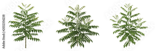 Slika na platnu Curry leaves plant, Murraya koenigii, Rutaceae family, aromatic medicinal culina
