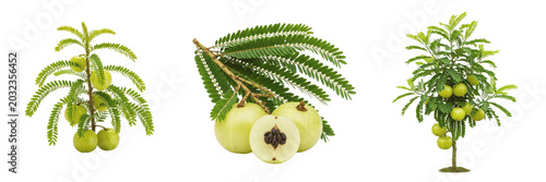 Foto Amla plant, Phyllanthus emblica, Phyllanthaceae family, medicinal deciduous tree