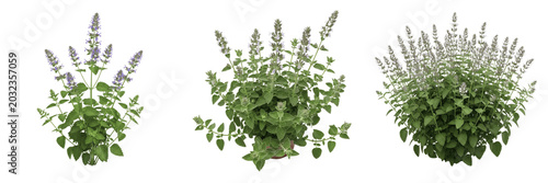 Cuadro en lienzo Catnip plant, Nepeta cataria, Lamiaceae family, aromatic medicinal perennial her