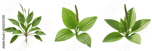Fotografie Plantain herb, Plantago major, Plantaginaceae family, medicinal perennial broadl