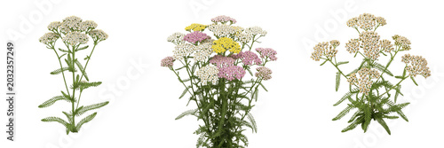 Foto Yarrow plant, Achillea millefolium, Asteraceae family, medicinal perennial herb
