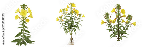 Tableau sur toile Evening primrose plant, Oenothera biennis, Onagraceae family, medicinal biennial