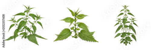 фотографія Nettle plant, Urtica dioica, Urticaceae family, medicinal herbaceous perennial p