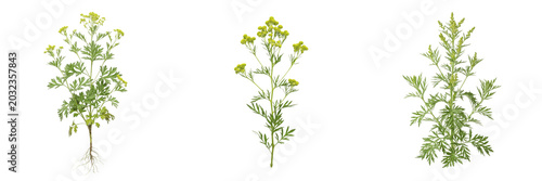 Schilderij op canvas Sweet wormwood plant, Artemisia annua, Asteraceae family, medicinal annual herb