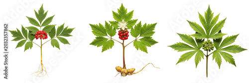 Fotografie Goldenseal plant, Hydrastis canadensis, Ranunculaceae family, medicinal perennia