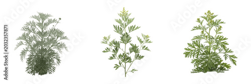Tableau sur toile Artemisia plant, Artemisia vulgaris, Asteraceae family, mugwort medicinal perenn