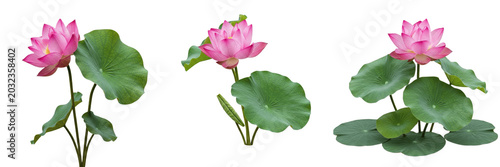 Bild auf Leinwand Lotus plant, Nelumbo nucifera, Nelumbonaceae family, sacred medicinal aquatic pe
