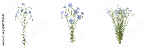 Bild auf Leinwand Flax plant, Linum usitatissimum, Linaceae family, medicinal nutritional annual h