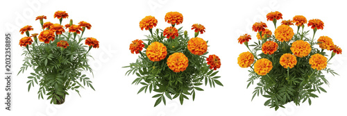 Foto Marigold plant, Tagetes erecta, Asteraceae family, medicinal ornamental annual f
