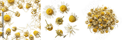 Canvastavla Dried chamomile flowers, Matricaria chamomilla, Asteraceae family, desiccated me