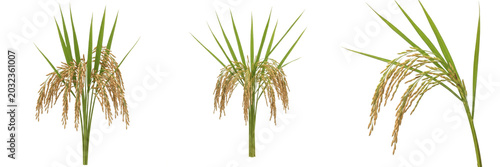 Rice paddy plant , mature rice grains hanging from stalks, centered composition exhibiting botanical characteristics, vascular tissue architecture, chloroplast cell structure, cellular differentia