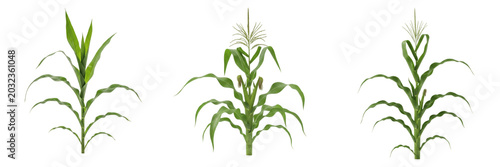 Foto Green maize plant , tall corn stalk with fresh leaves, centered on white floor e