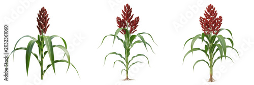 Obraz na plátně Sorghum crop plant , red seed clusters and green leaves, farming concept exhibit