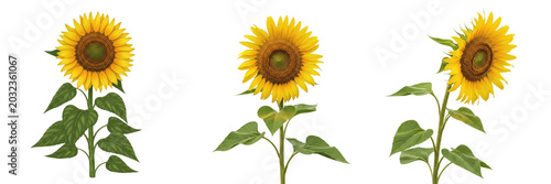 Foto Sunflower crop plant , large yellow sunflower with stem and leaves, agricultural