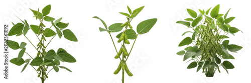 Bild auf Leinwand Soybean crop , green soybean pods on healthy plant, studio lighting exhibiting b