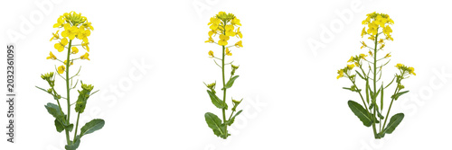 Foto Canola crop plant , bright yellow rapeseed flowers and stems, farming theme exhi