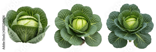 Photos Cabbage crop , large green cabbage growing with leaves, centered image exhibitin