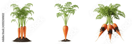 Foto Carrot crop plant , orange carrots with green tops, farming concept exhibiting b