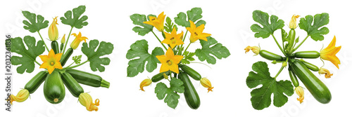 Foto Zucchini crop , zucchini squash with flowers and leaves, realistic plant detail