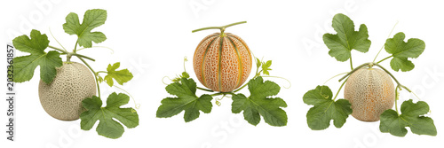Foto Melon crop , cantaloupe melon on leafy vine, centered composition exhibiting bot