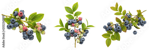 Bild auf Leinwand Blueberry crop , blueberry bush branch with berries, realistic agricultural imag