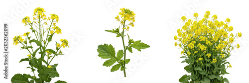 Принти на полотні Mustard crop, yellow mustard flowers on plant flora biomass vegetative showing p