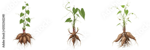 Obraz na płótnie Yam crop with yam roots and climbing vine cellular tissue autotroph showing plan