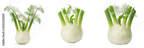 Schilderij op canvas Fennel crop with fennel bulb and feathery leaves taxonomy agronomy showing plant