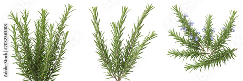 Fotografía Rosemary crop with rosemary herb branches vegetative flora biomass showing plant