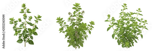 Quadro su tela Oregano crop plant with green oregano stems and leaves plant biomass showing pla
