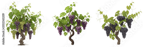 Quadro su tela Grapevine crop plant with grapes hanging on vine vascular morphology showing pla