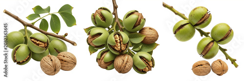 Foto Walnut crop, walnut tree branch with nuts showing plant anatomy, vascular tissue