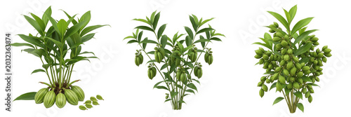 Foto Cardamom crop plant, green cardamom pods and leaves showing plant anatomy, vascu