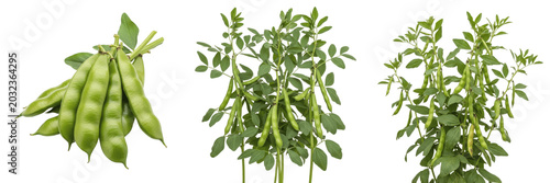 Bild auf Leinwand Lima bean crop, broad bean pods on vine showing plant anatomy, vascular tissue a