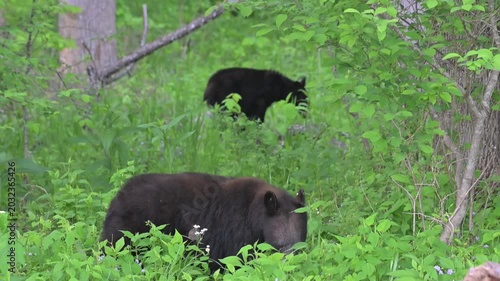 Two Black Bears Grazing in the Woods