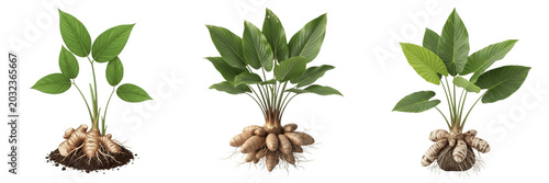 Quadro su tela Arrowroot crop plant, starchy roots showing plant anatomy, vascular tissue archi