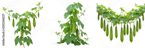 Bild auf Leinwand Sponge gourd crop plant, luffa showing plant anatomy, vascular tissue architectu