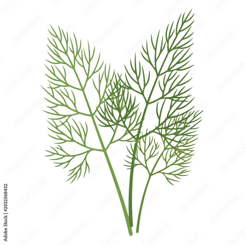 Fototapeta premium Green Dill Herb Sprig Vector Illustration
