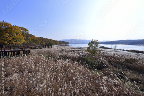 억새,산책로,대청호,동구,대전