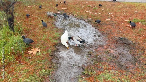 Footage of an Aylesbury Duck and Eurasian Coots and Mallards and Wood Ducks foraging for food on grass and orange leaves near Wentworth Falls Lake in the Blue Mountains in New South Wales, Australia