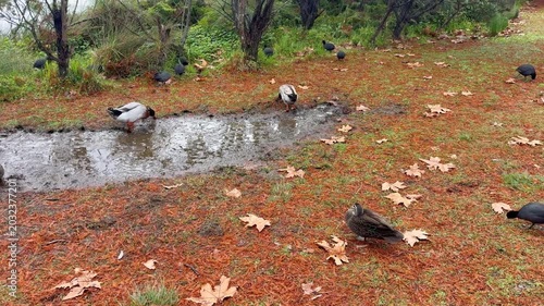 Footage of an Aylesbury Duck and Eurasian Coots and Mallards and Wood Ducks foraging for food on grass and orange leaves near Wentworth Falls Lake in the Blue Mountains in New South Wales, Australia