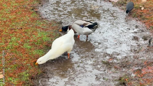 Footage of an Aylesbury Duck and Eurasian Coots and Mallards and Wood Ducks foraging for food on grass and orange leaves near Wentworth Falls Lake in the Blue Mountains in New South Wales, Australia