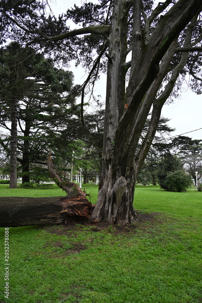 Obraz premium Fallen tree branch on green grass near a white arbor in a park setting.