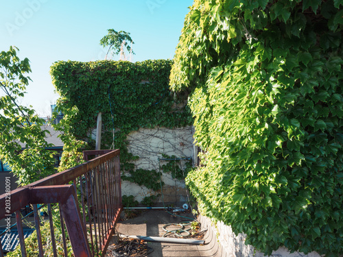 Abandoned building covered with ivy and dense vegetation showing urban decay and nature reclaiming concept